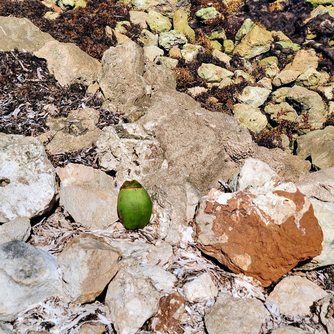 rock and coconut